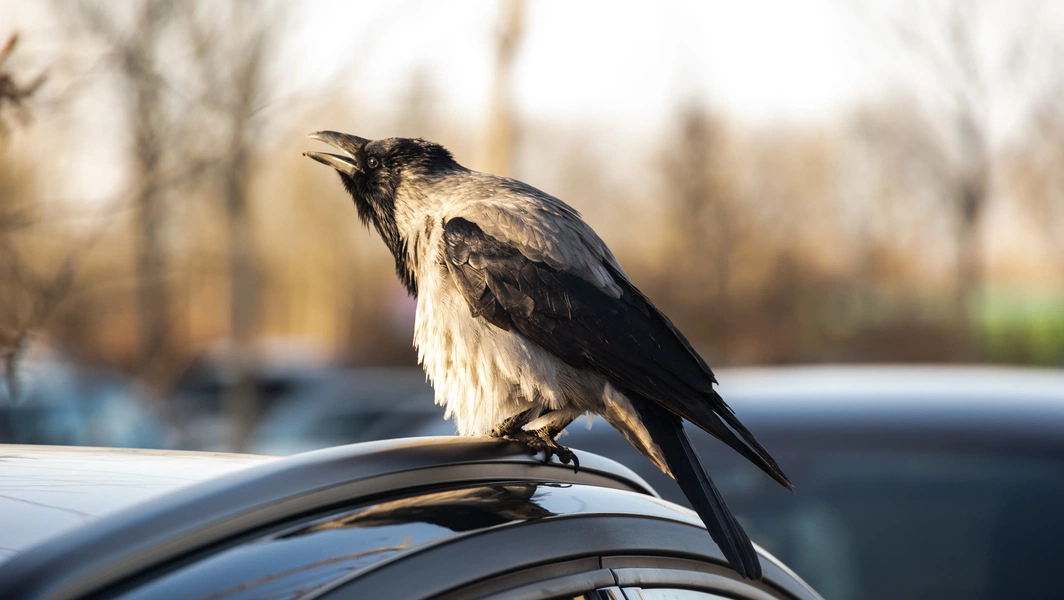 10 fascinating signs of crow intelligence