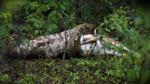 Florida scientists confirm Burmese pythons can swallow full-grown deer ...