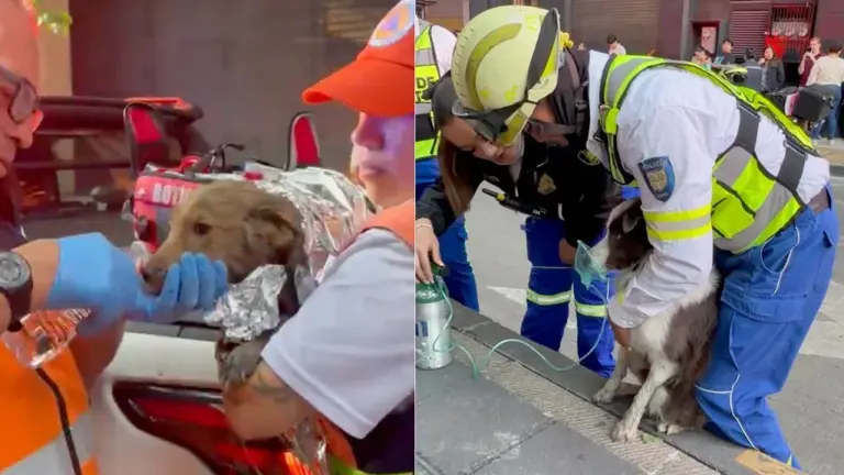Rescatan a dos personas y dos perros por incendio en la calle Donato Guerra