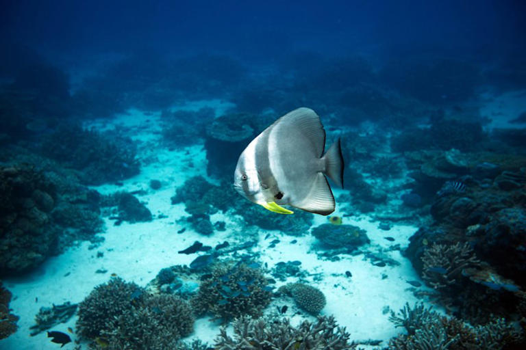 Barrier Reef dodges dreaded 'in danger' label, but urgent warning ...