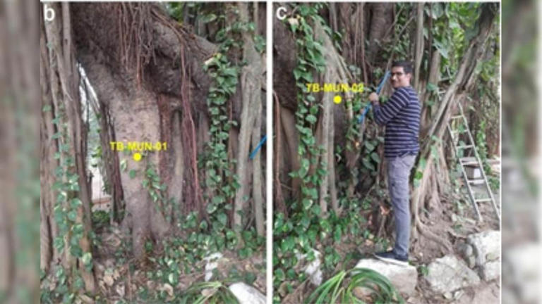 700-year-old banyan tree in Bihar named world's oldest accurately dated