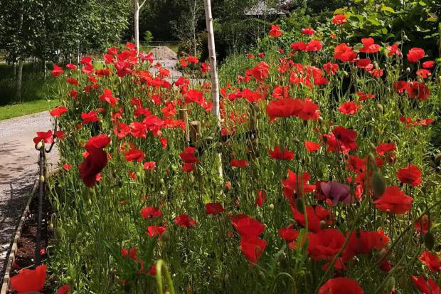 Here's what you need to do in the garden in the summer