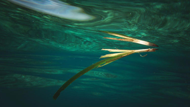 El calor acumulado amenaza a la Posidonia del Mediterráneo aunque no alcance temperaturas extremas
