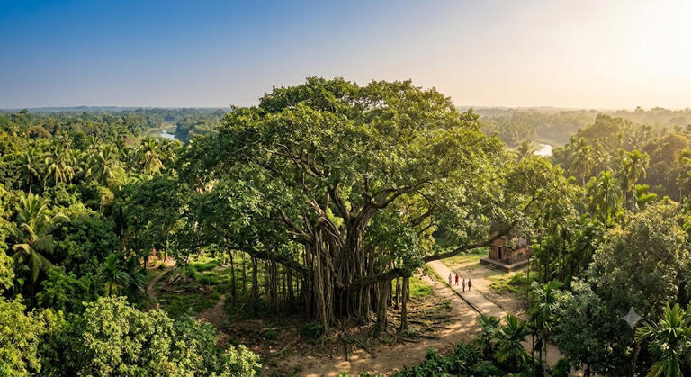 Oldest banyan tree in India? 700-year-old banyan in Bihar confirmed ...