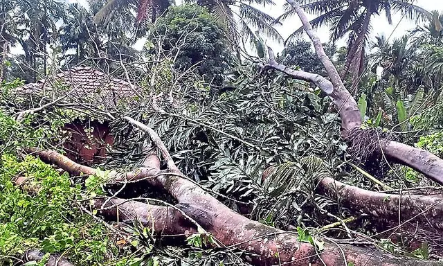 Thirthahalli: Huge tree falls on house during heavy rain and strong ...
