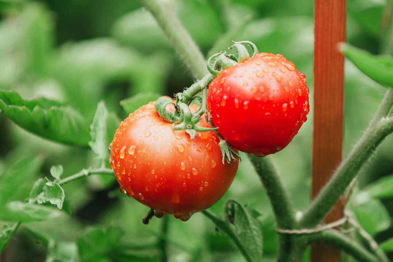 Wet tomatoes