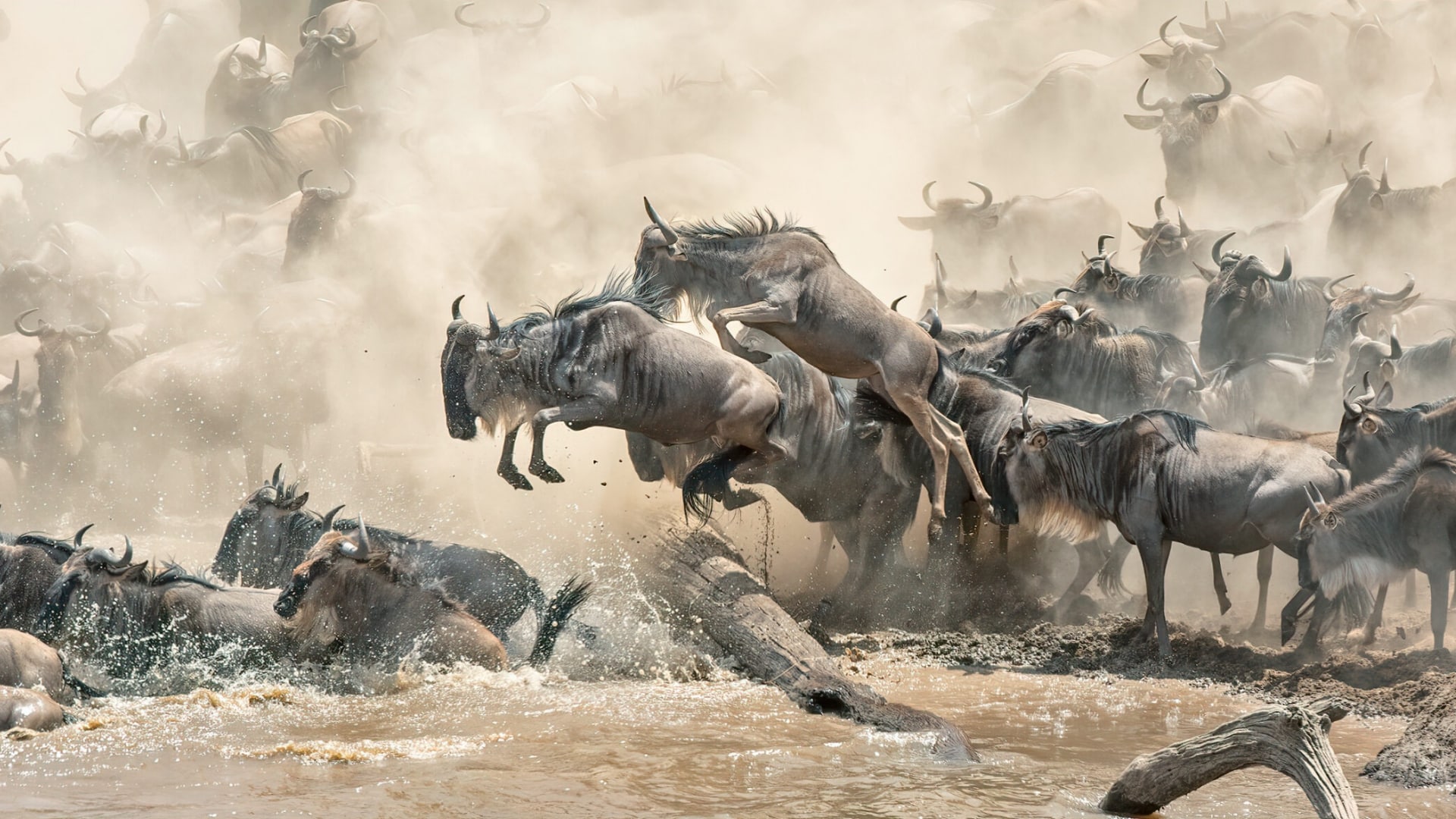 20 animal journeys that still defy explanation