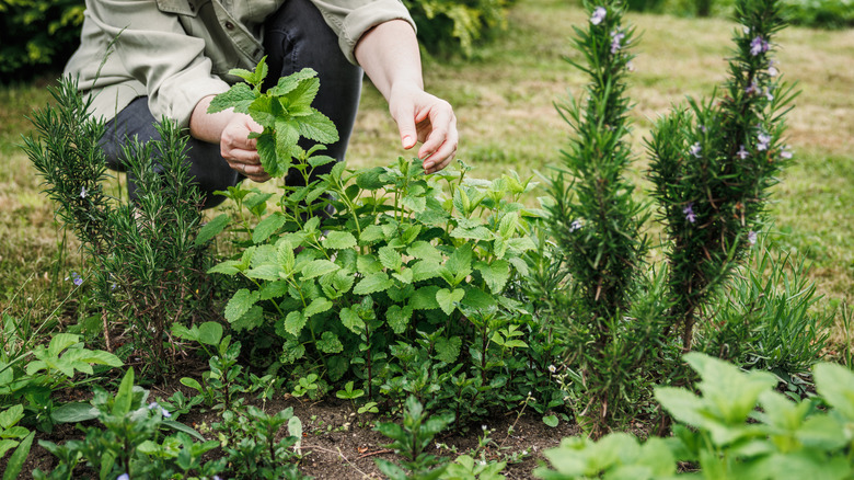 A person tending to a mint plant in an herb garden