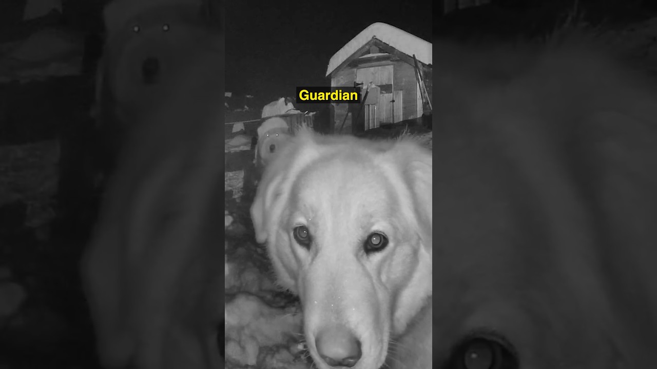 Watch how brave livestock guardian dogs protect a Vermont farm