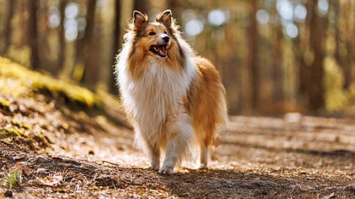 10 dog breeds that would choose you over anything else