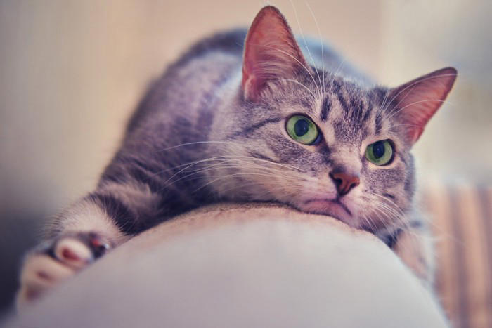 猫の『うつ病』は存在するの？見逃せない5つの症状や飼い主にできる対処法まで解説