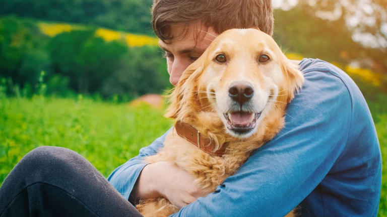 These 7 dog breeds have been America’s favorites for decades