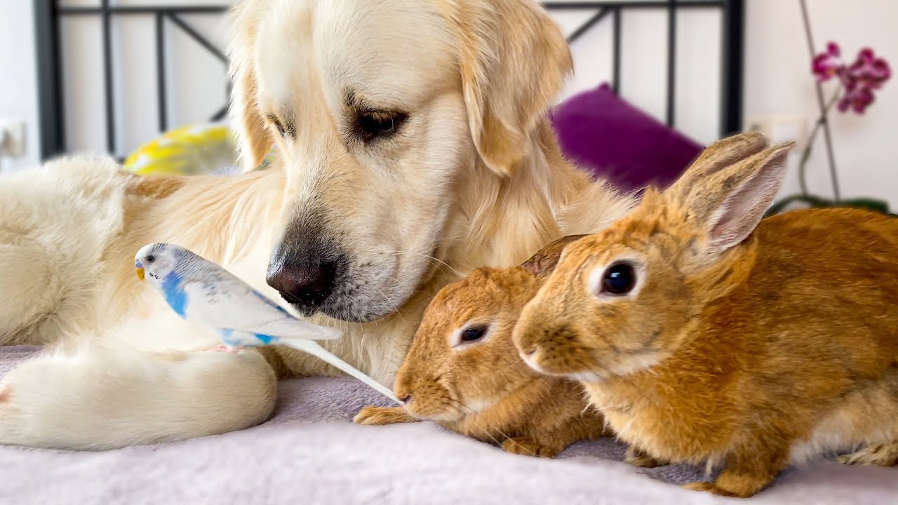 Budgie joins golden retriever and rabbit cuddle crew