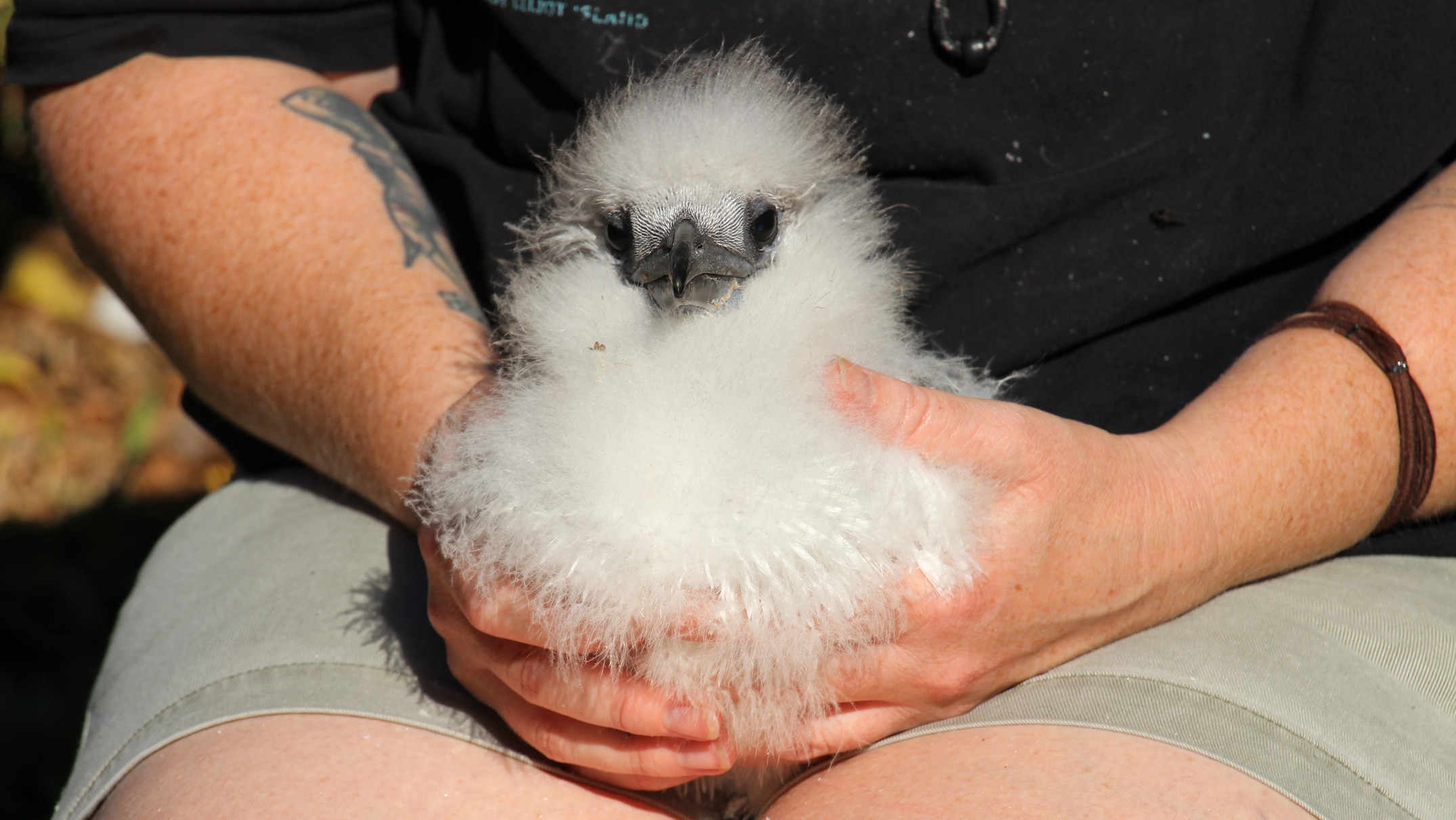 Surveillance for deadly H5 bird flu increased for reef's seabird population