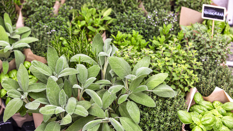An herb garden with a diversity of plants