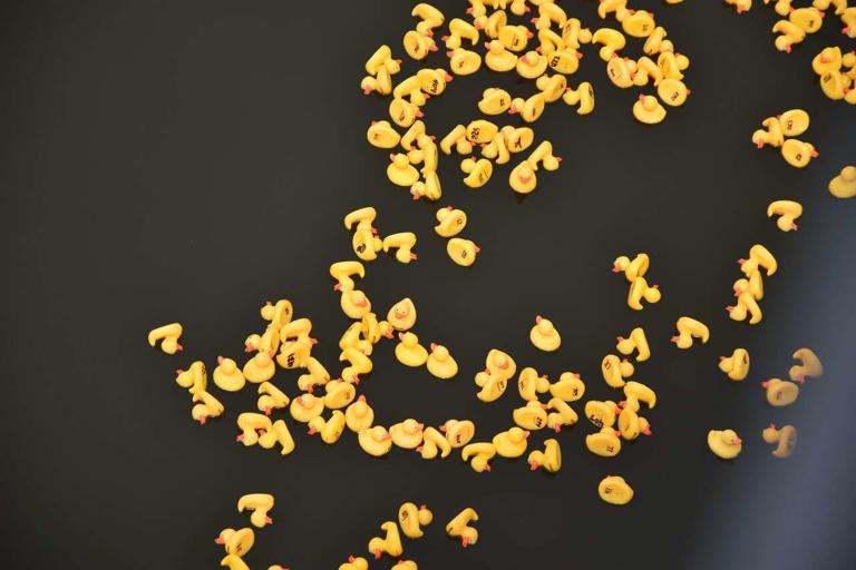 Rubber duck race returns to Manistee River channel