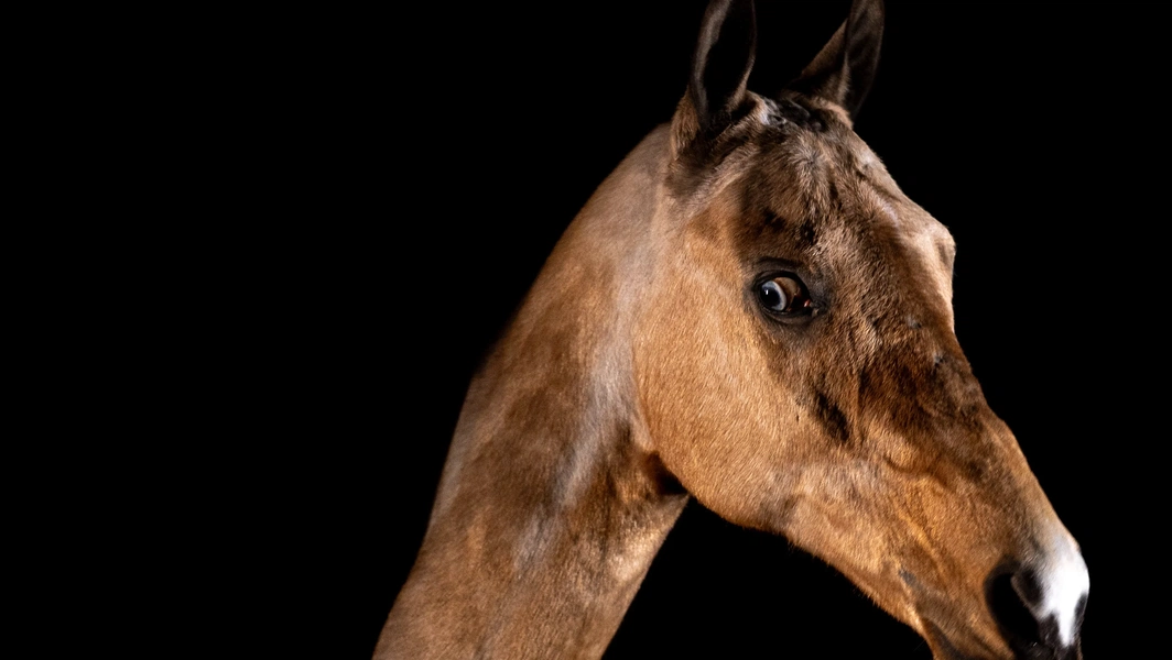 10 most expensive and prestigious horse breeds
