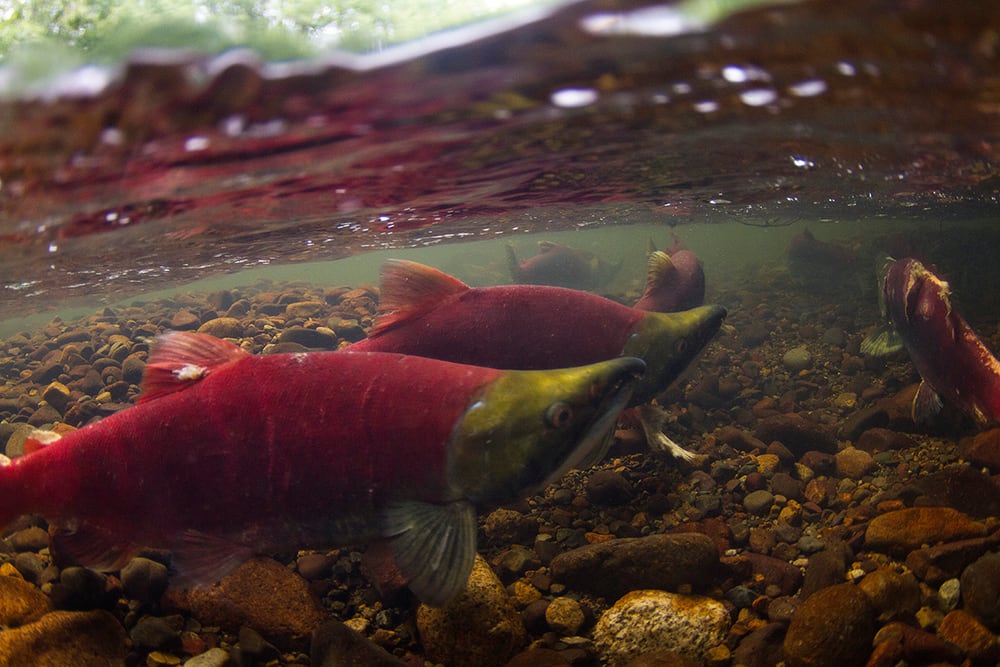 Warm rivers raise concern for salmon in BC.'s Interior