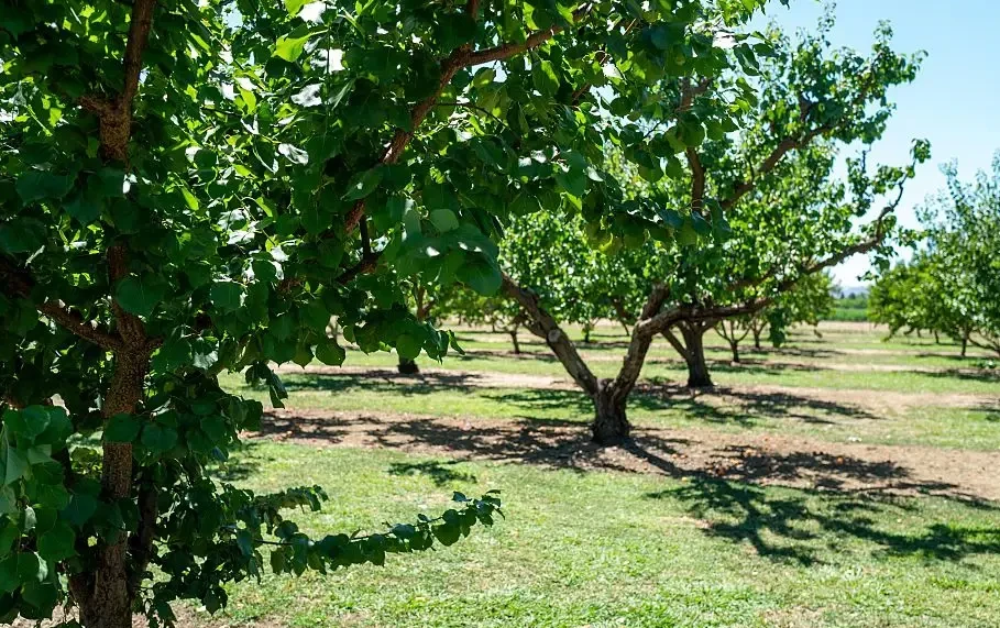 Your ultimate guide to thriving fruit trees