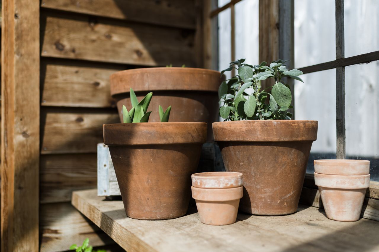 Potted plants arranged on a wooden shelf inside a rustic setting