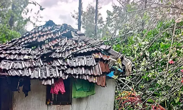 Huge tree falls on house during heavy rain in Mudigere; home completely ...