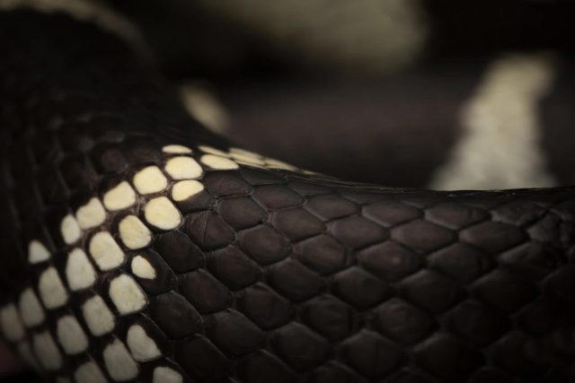 New homeowner in England gets a shock when a kingsnake slithers out of ...