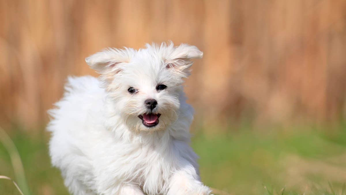 maltese-domestic-dog-canis-lupus-familiaris-puppy-running-across-a-meadow-rhineland-palatinate-germany