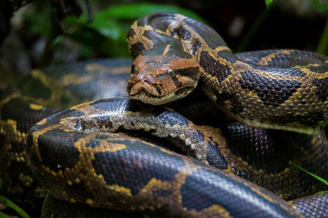 Florida family wrangles second-heaviest wild python after it nearly ...