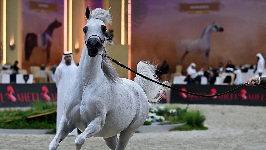 10 most expensive and prestigious horse breeds