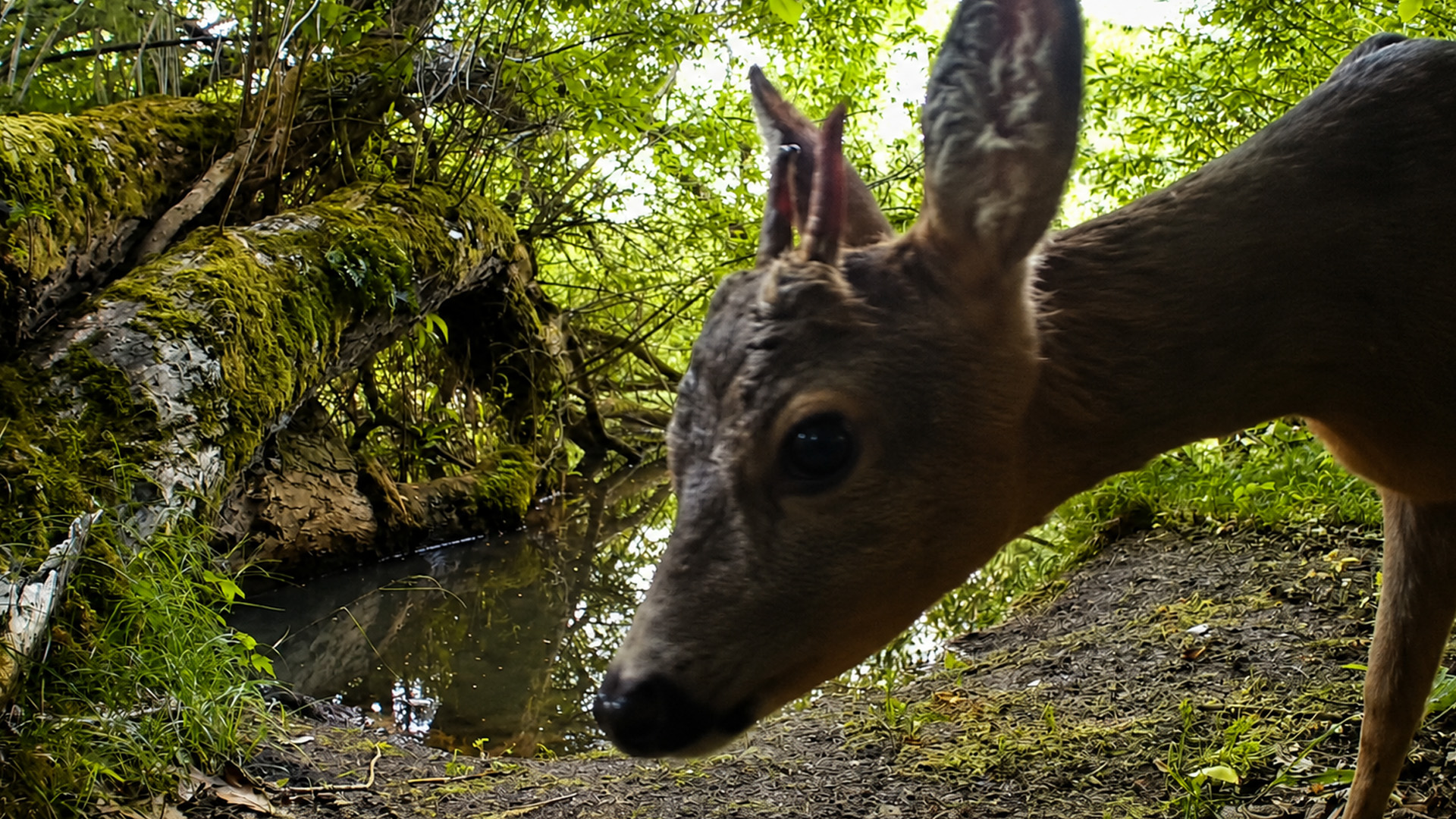 Camera trap captures a curious roe deer in its natural habitat