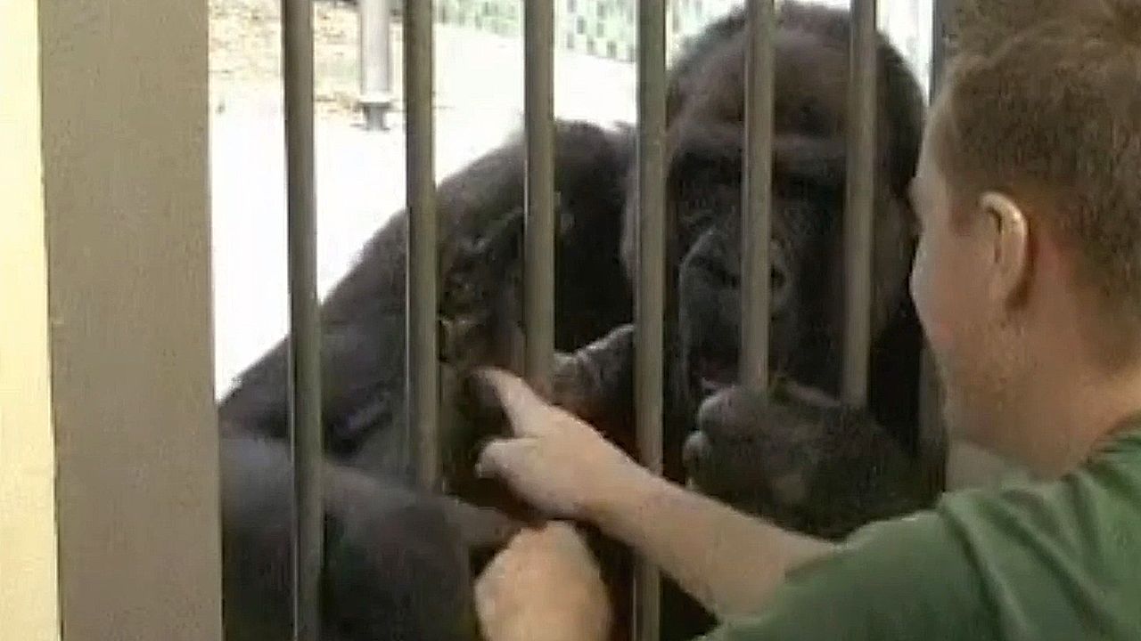 ゴリラが足の裏をくすぐられて大笑い！ヒトと共通する「笑い」のリズム