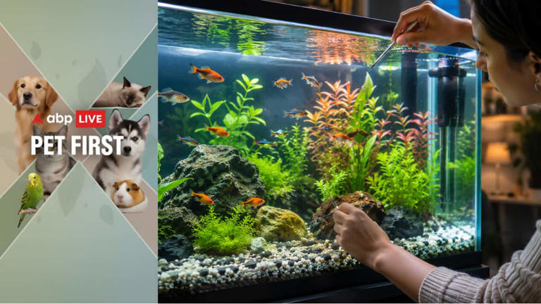 Pet first | 7 essential tips every new fish parent should know