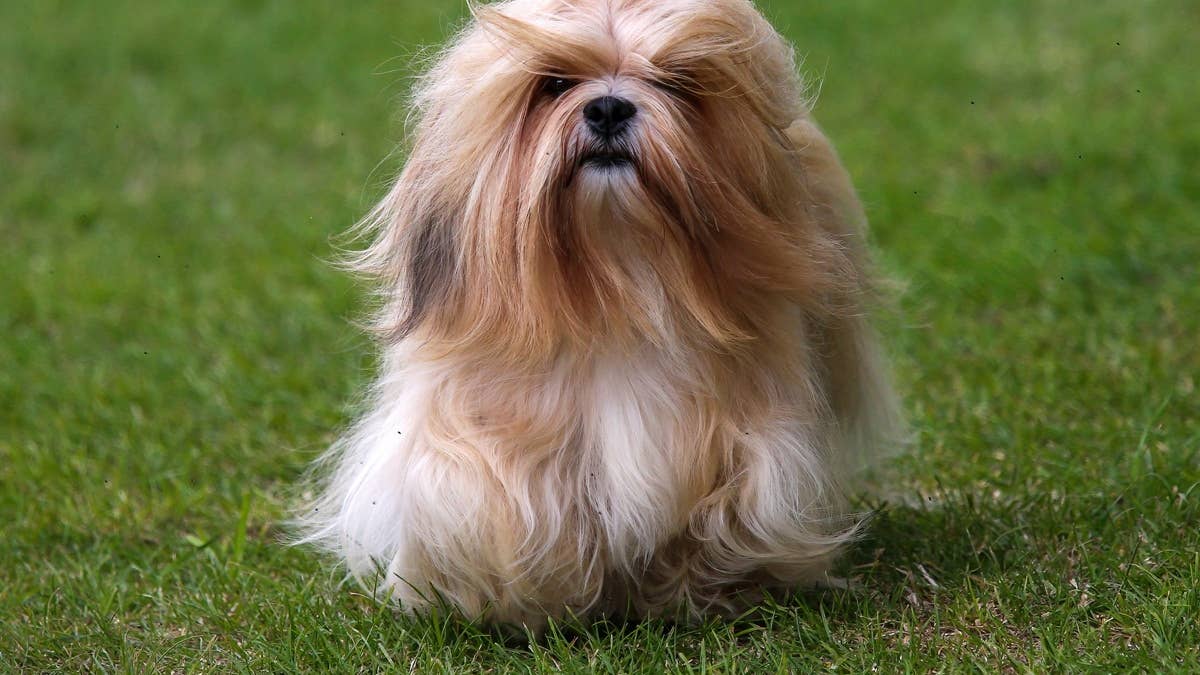 lhasa-apso-dog