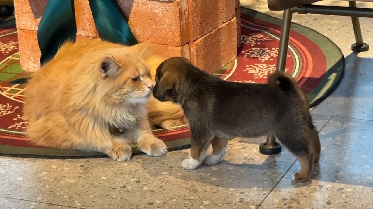 First cuddle: Cat and puppy meet in Zhejiang