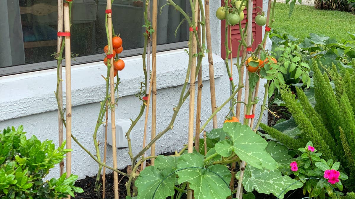 foodscaping-tomatoes-grow-perfectly-between-shrubs-and-flowers-stockpack-unsplash