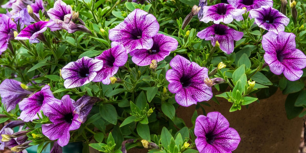 This One Flower Blooms All Summer Long