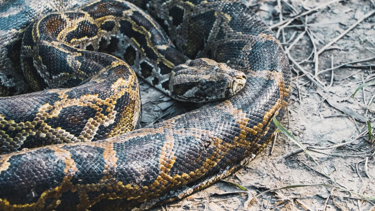 Researchers pulled 8,080 pounds of invasive python from one Florida county