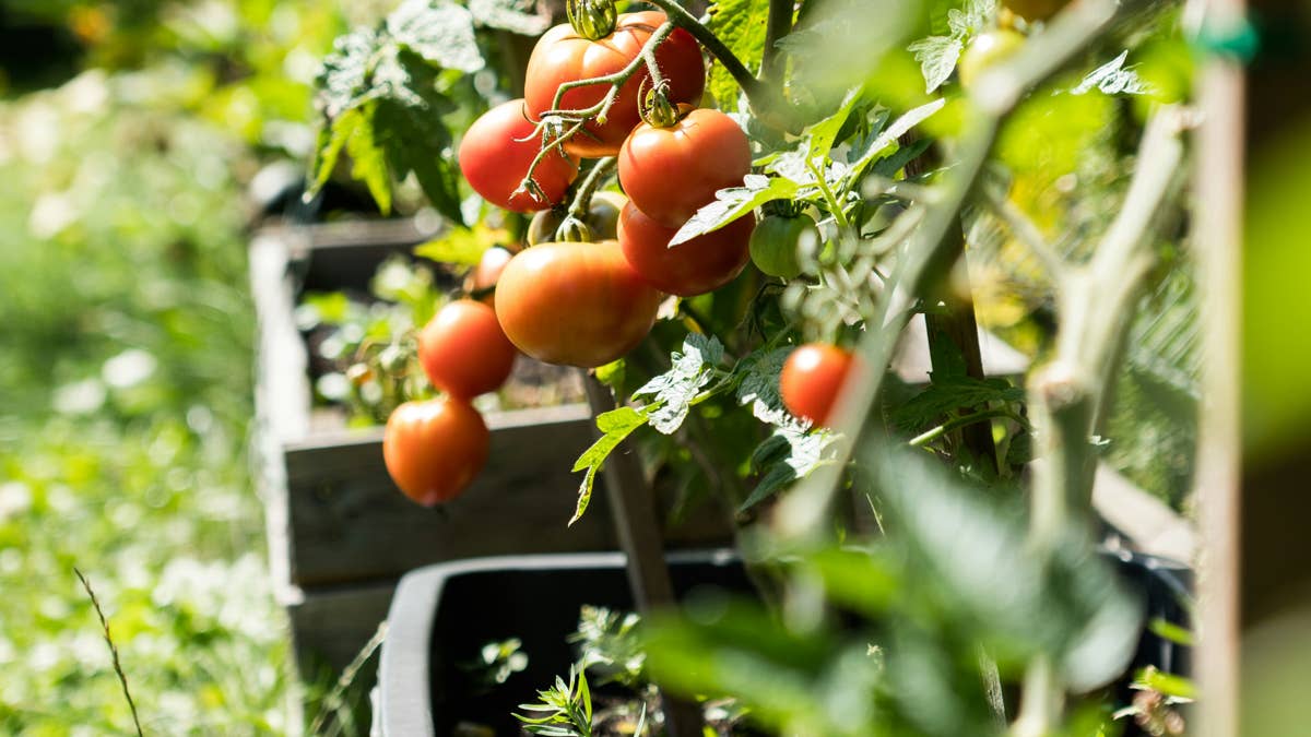 ripe-tomatoes-growing-on-a-vine-in-a-garden-stockpack-unsplash