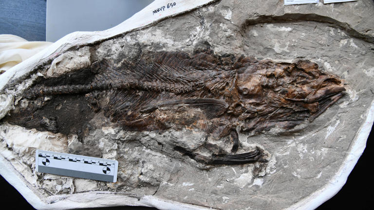 Team with UM researchers identifies fishes that fill 10-million-year ...