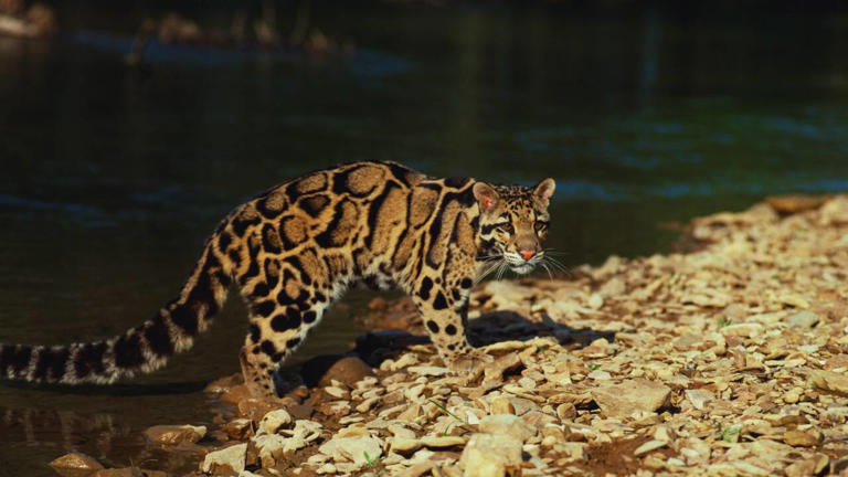 What’s inside Tripura's Clouded Leopard National Park and why it must ...