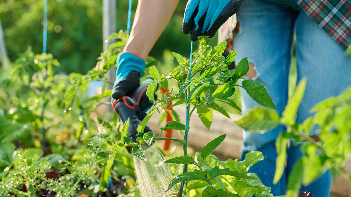 woman-watering-tomato-plants-on-raised-garden-bed-with-hose