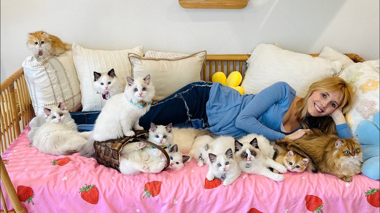 The fluffiest kitten cuddle session you’ll ever see