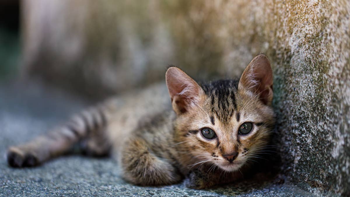 a-stray-kitten-lying-outside