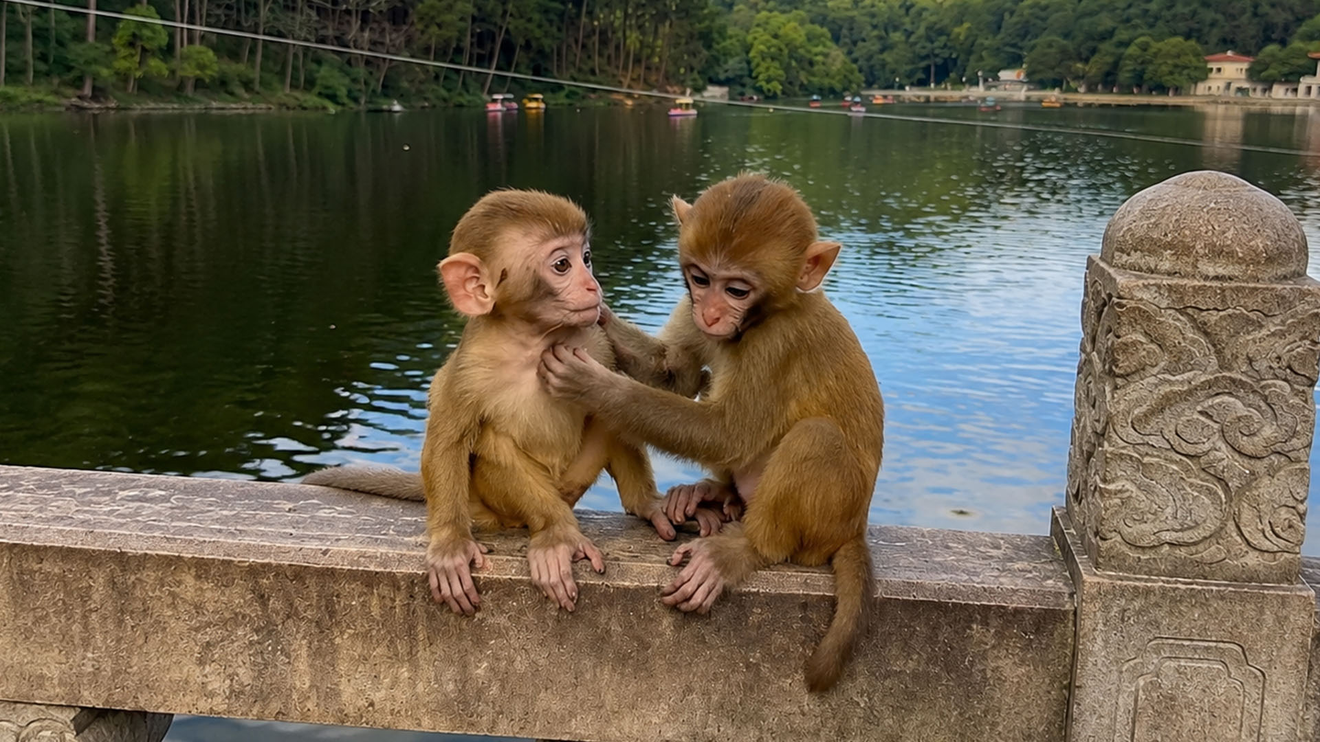 a-calm-lakeside-scene-shows-two-curious-baby-monkeys