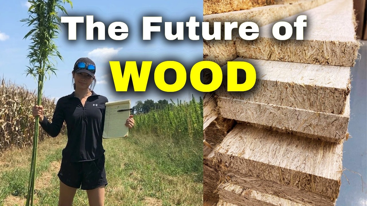 Making wood from hemp - how Hempwood could change lumber forever