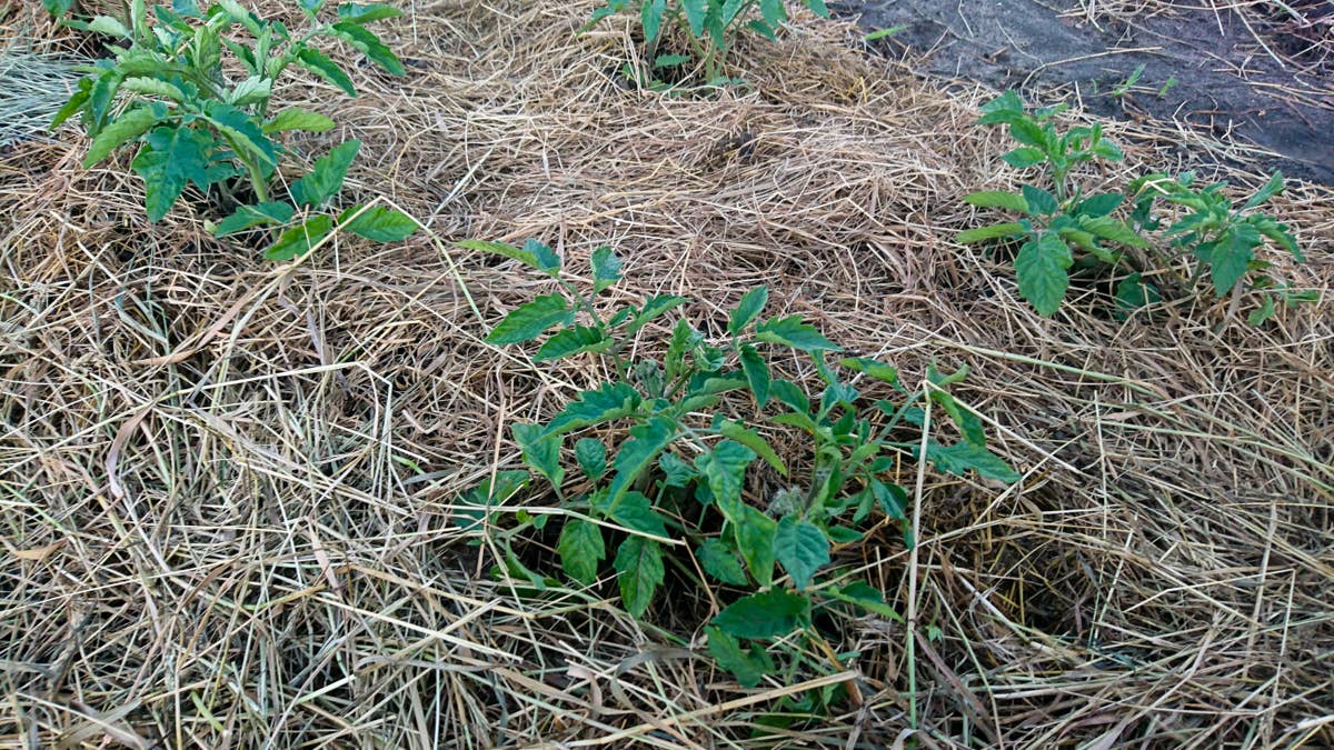 young-tomato-plants-growing-in-mulched-garden-bed