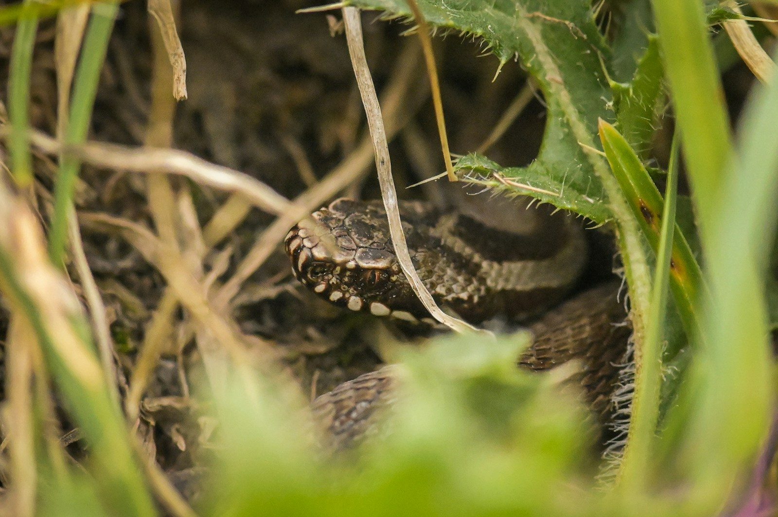 The hidden rattlesnake that left gardeners doing a double take