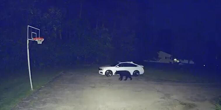 Black bear caught on camera in Pepper Pike driveway