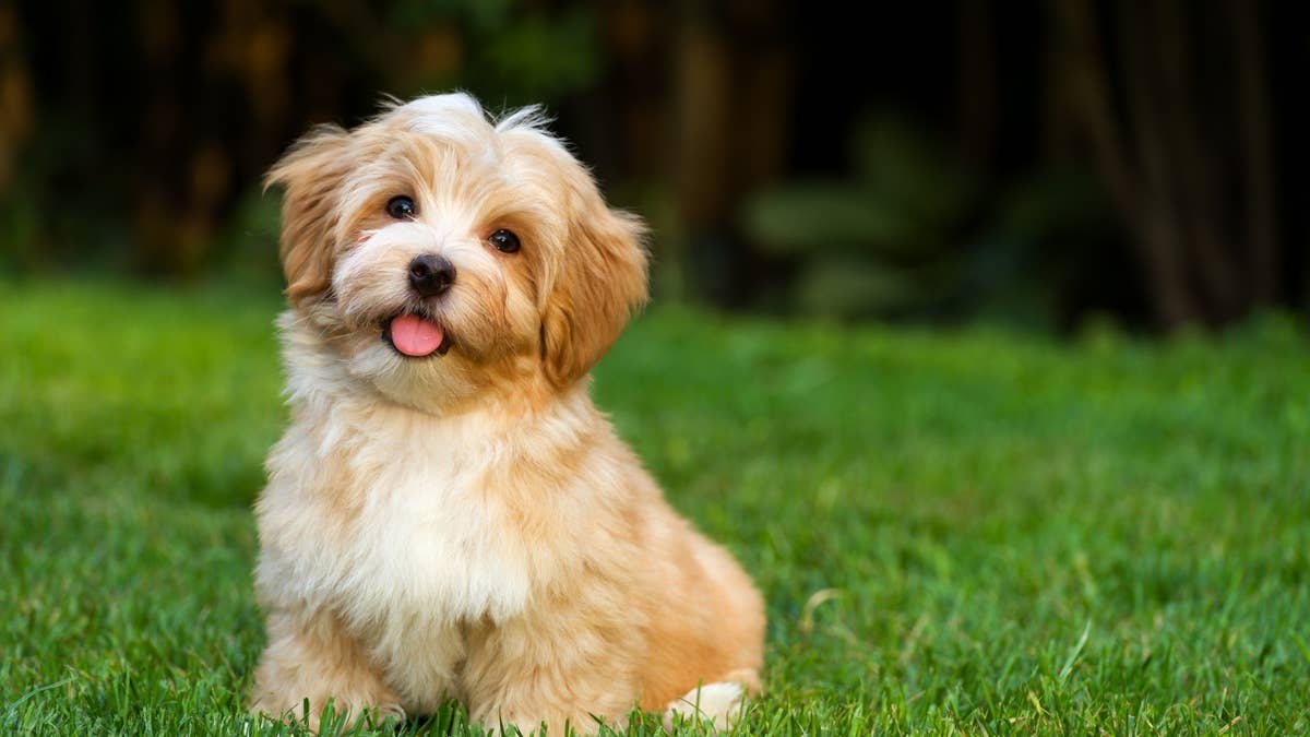 happy-little-orange-havanese-puppy-is-sitting-in-the-grass