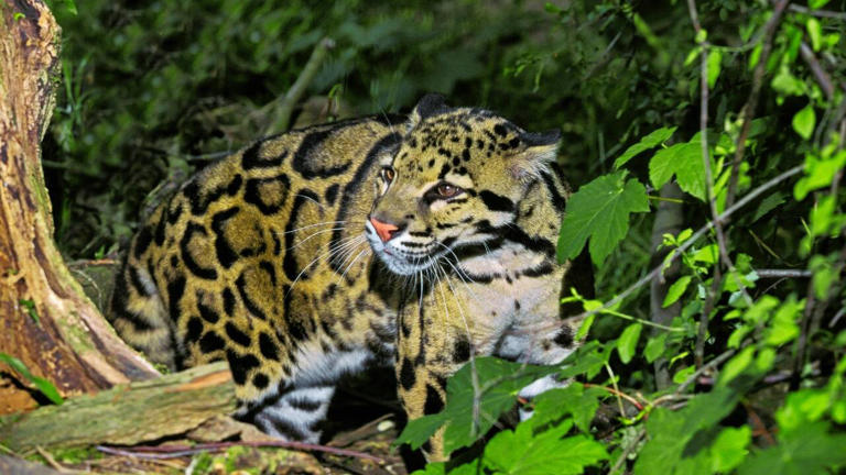 What’s inside Tripura's Clouded Leopard National Park and why it must ...